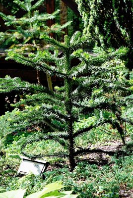 Araucaria araucana - blahočet čilský - habitus